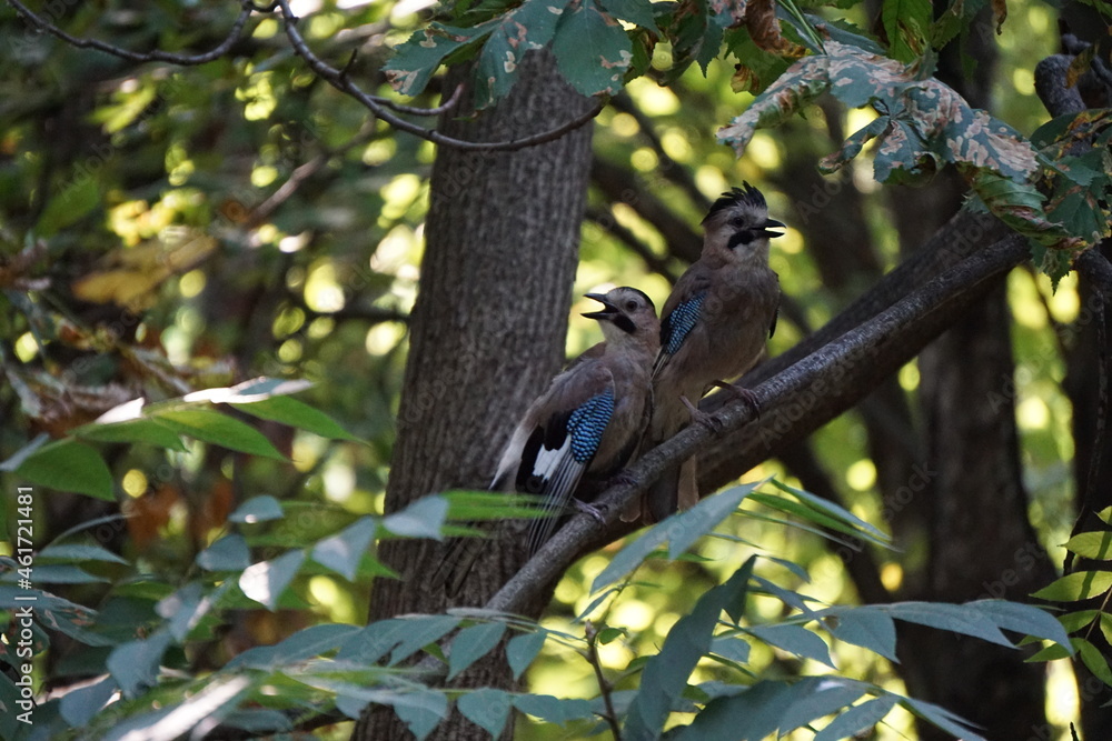 
jay on a tree