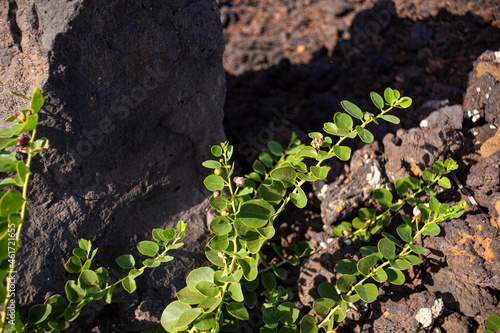 View of Capers plant on the lava rocks