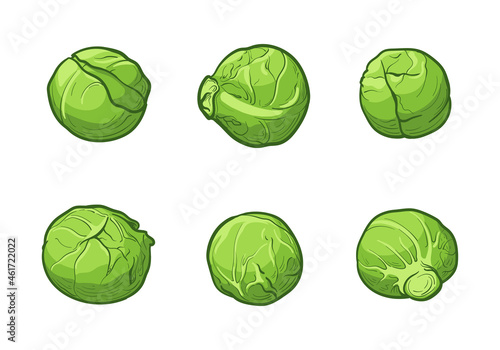 Cabbage or brussels sprouts. a set of six cabbages. Colorful vector illustration in cartoon style. Cabbage, isolated on a white background. photo