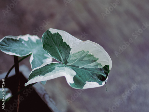 Araceae family are cultured for herbaceous leaves. photo