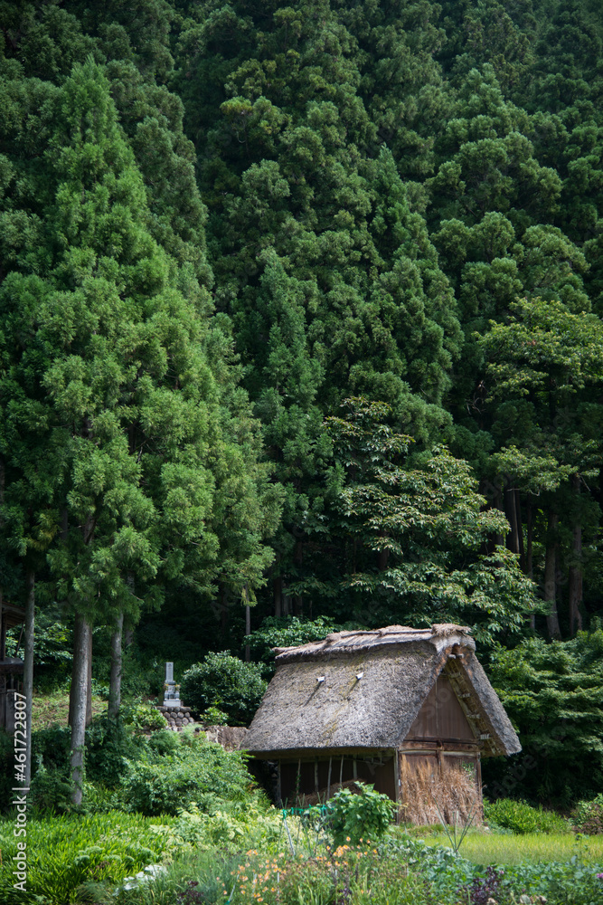 Traditional wooden house close to a forest with large trees. Shirakawa go, Japan Traditional wooden house close to a forest with large trees. Shirakawa go, Japan