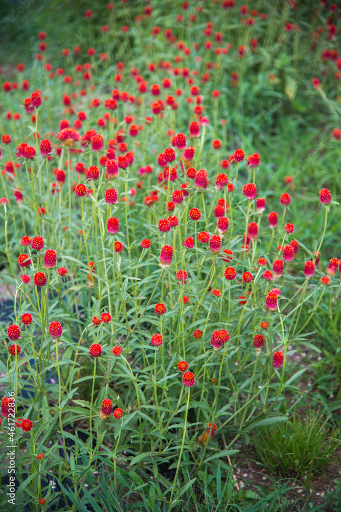 Beautiful red wildflowers in the countryside. Shirakawa go, Japan