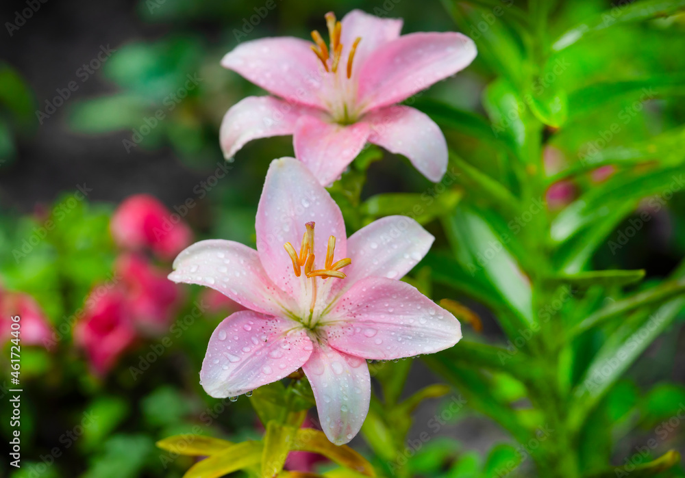 Pink lily flower grows in the summer garden. Pink lily flower grows in the summer garden.