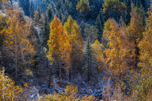 Mixed deciduous-coniferous mountain forest under the first snow