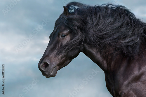 Black stallion with long mane portrait free run fast