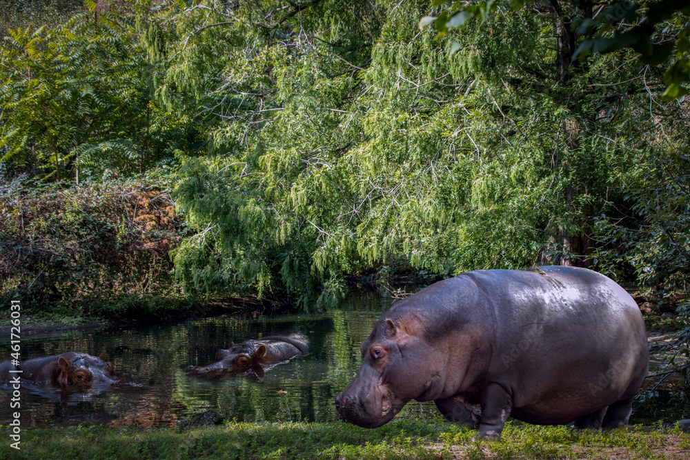 3 hippos 2 swimming in a pond 1 grazing grass on the bank 3 hippos 2 swimming in a pond 1 grazing grass on the bank