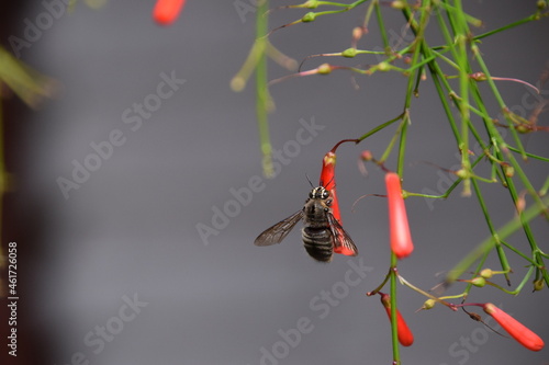 bumblebee hanging from a red russelia equisetiforis flower photo