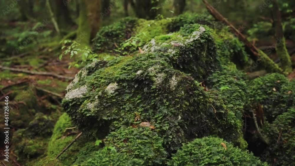 Moss covered rocks in the rain at Aokigahara Forest Japan Moss covered rocks in the rain at Aokigahara Forest Japan