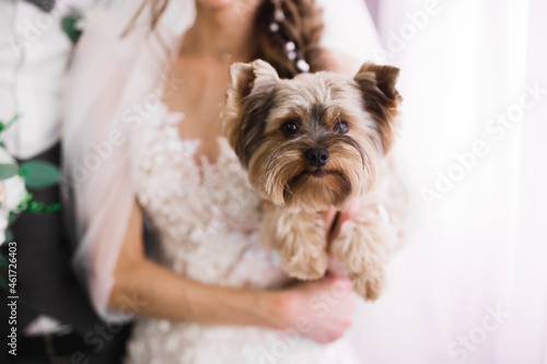 Beautiful luxury bride plays with funny fluffy dog
