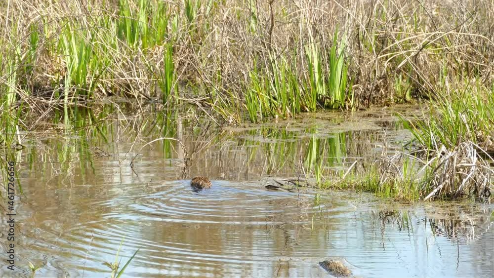 Muskrat swimming in the water. Tracking shot with the rat like animal from behind Muskrat swimming in the water. Tracking shot with the rat like animal from behind