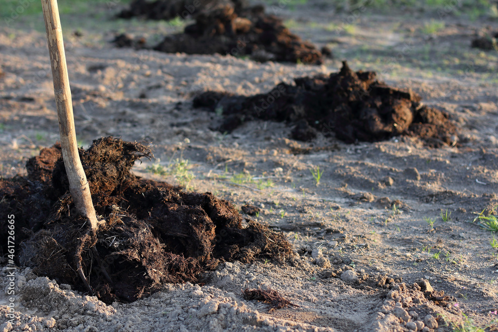 pitchfork and heaps of rotted manure on the field. fertilizers to increase yields pitchfork and heaps of rotted manure on the field. fertilizers to increase yields