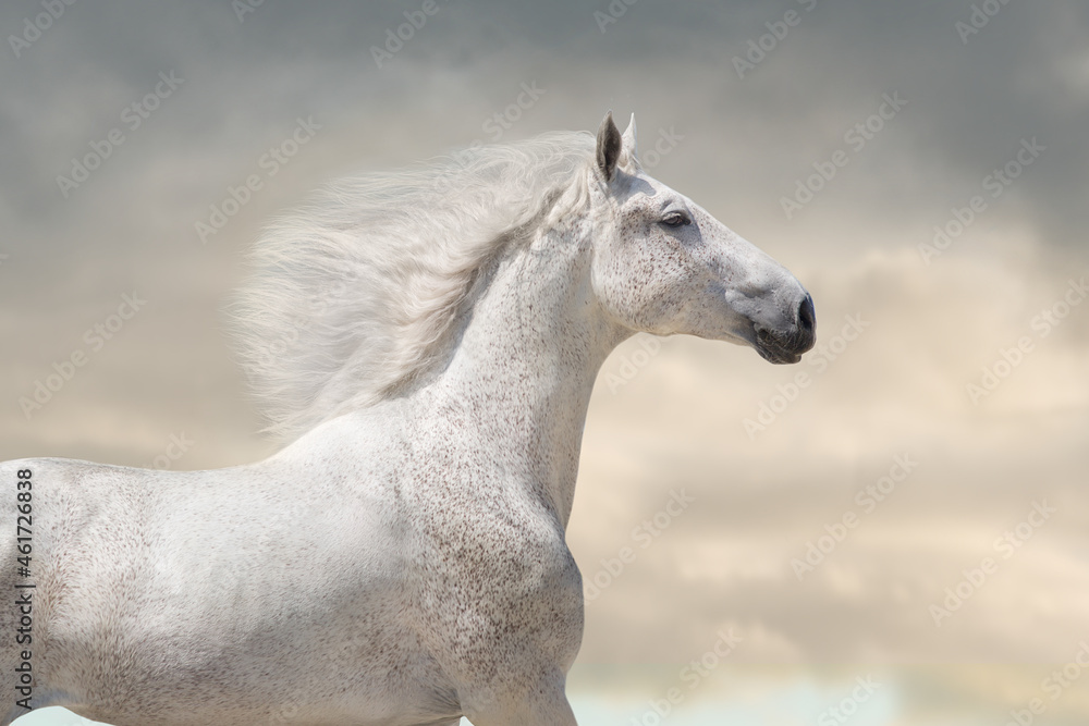 White horse with long mane run free against sunset sky White horse with long mane run free against sunset sky