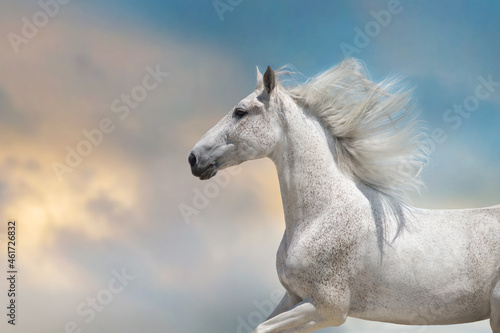 White  horse with long mane run free against sunset sky