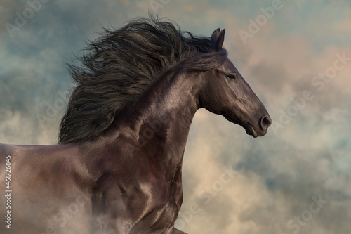 Frisian horse with long mane run gallop against beautiful sky