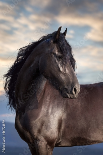 Black frisian horse with long mane portrait