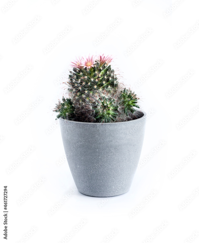 Mammillaria cactus in a pot isolated on white background Mammillaria cactus in a pot isolated on white background