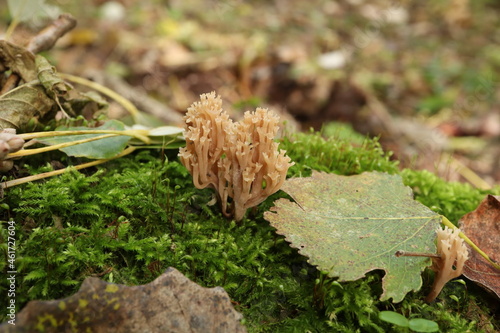 Clavicorona pyxidata in the autumn forest photo