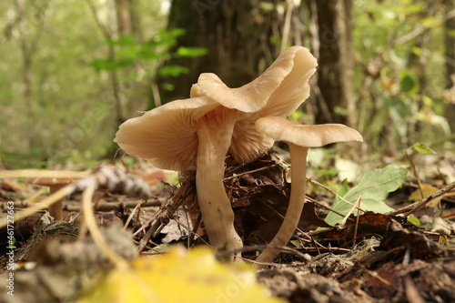 Clitocybe fragrans in the autumn forest  photo