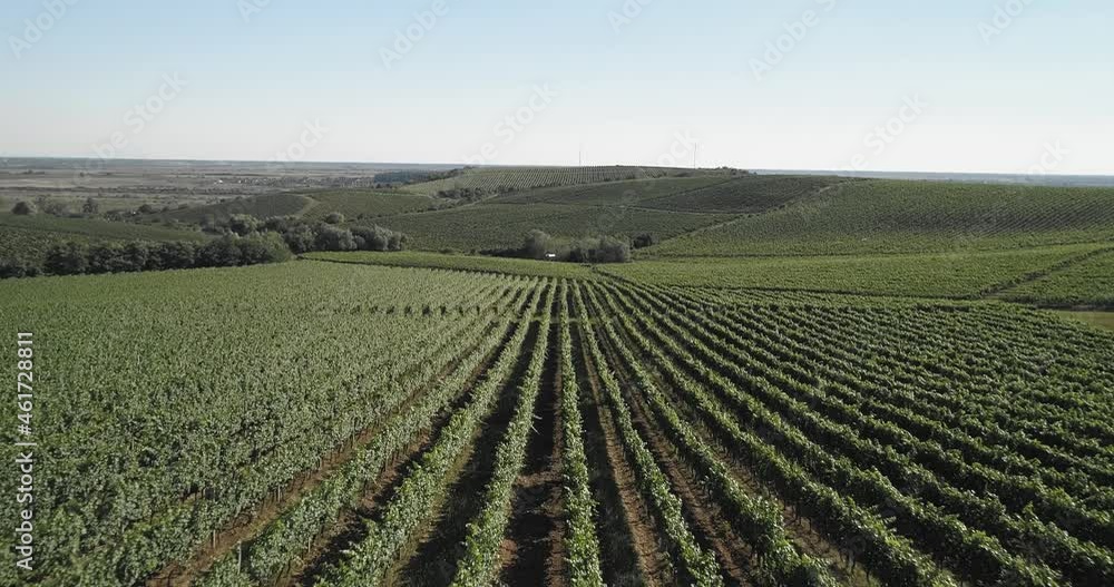 Aerial view: Amazing flying over the grape fields. 4k Aerial view: Amazing flying over the grape fields. 4k