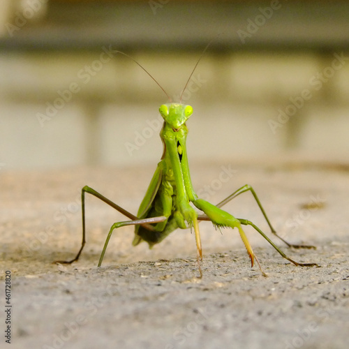 A mantis that looks like on old boards. © Adam