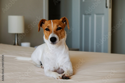 Cute Jack Russel terrier puppy with big ears waiting for the owner on a bed with blanket and pillows. Small adorable doggy with funny fur stains alone in bed. Close up, copy space, background. © Evrymmnt