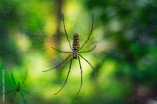 spider on the web