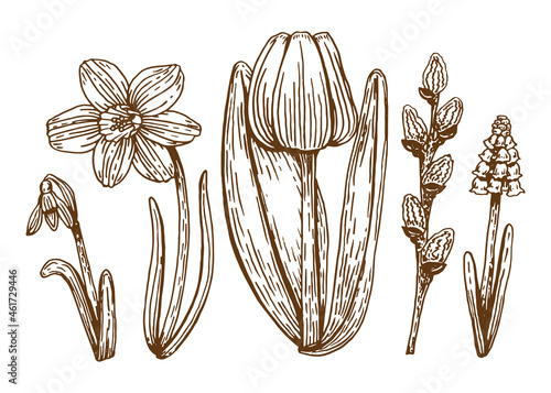 Botanical set of spring flowers line art. Hand drawn vector illustration. Simple sketch graphics tulip, daffodil, muscari, pussy willow, lily of the valley. Collection of isolated design elements.