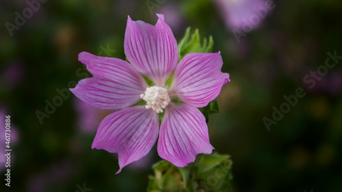 Malva moschata. Pink flowers. Honey plants.  selective focus 