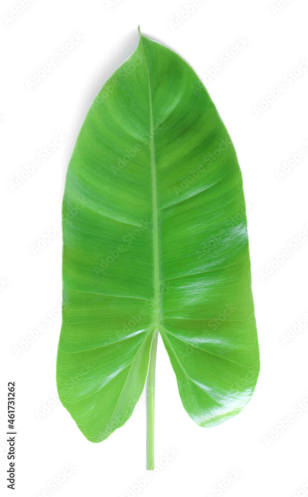 Tropical leaves on white background Tropical leaves on white background