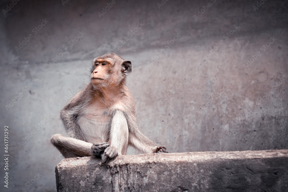 The monkey sits alone on a concrete bridge.