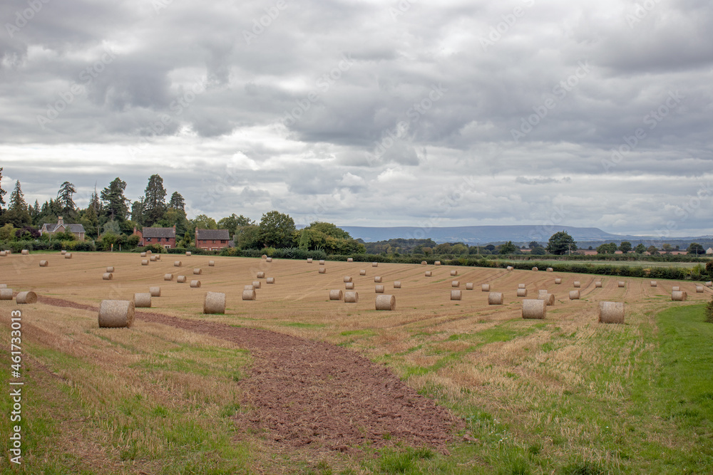 Straw bales in the summertime field. Straw bales in the summertime field.