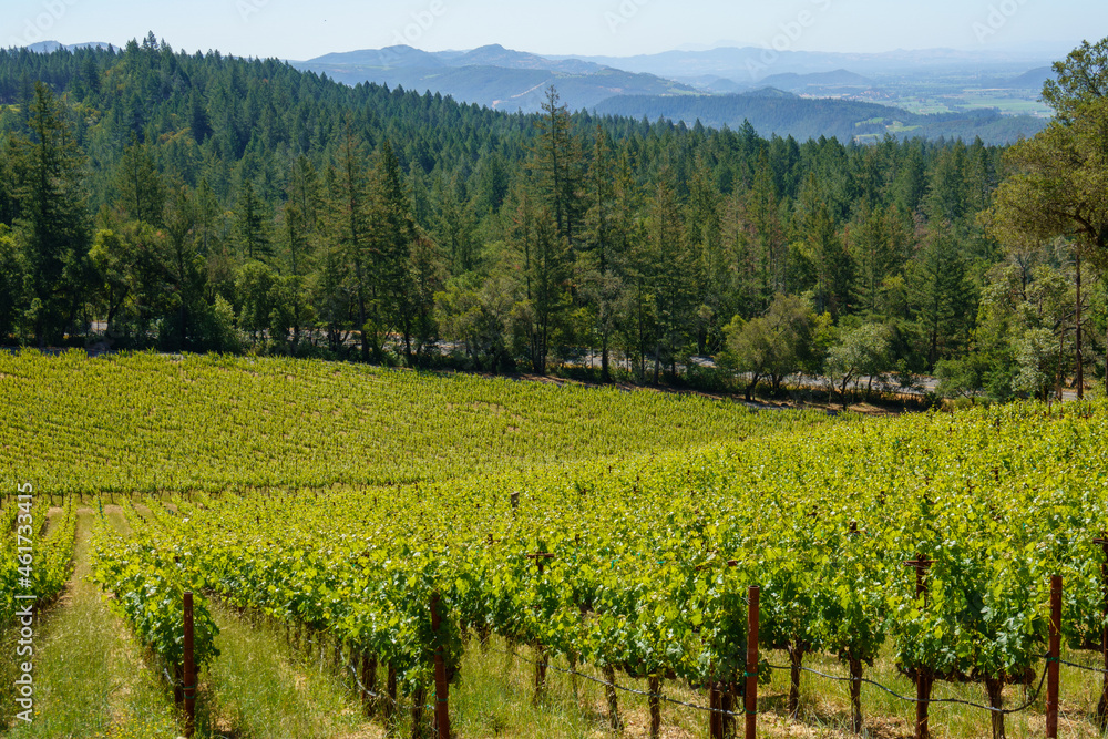 Fototapeta premium Napa Valley Wine Vines in the Mountains