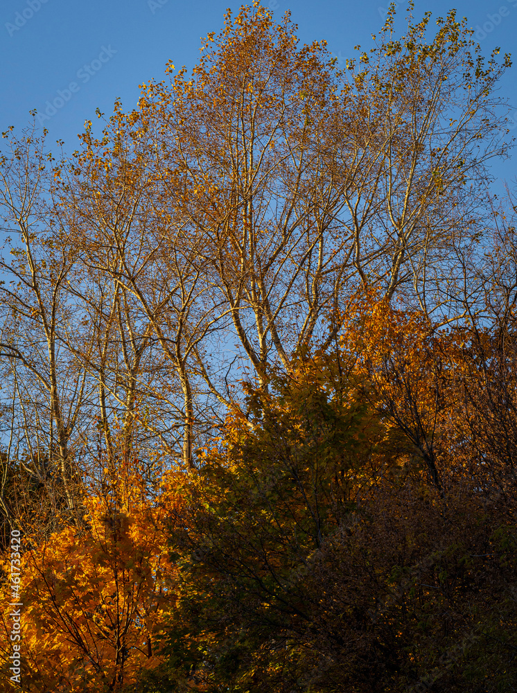 Fototapeta premium golden autumn, yellow foliage, autumn forest, autumn trees, urban