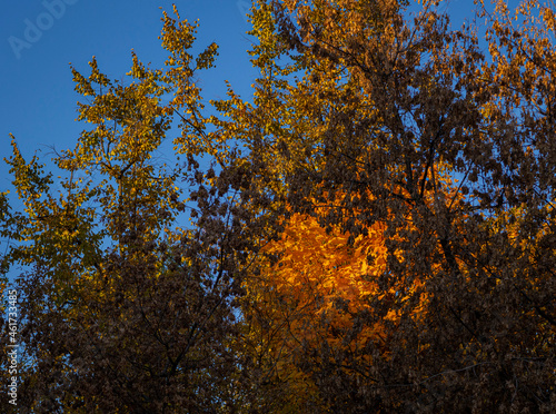 golden autumn, yellow foliage, autumn forest, autumn trees, urban