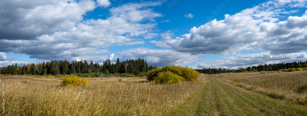 Panorama of a prairie grass covered field in autumn color with spruce trees in the background.
