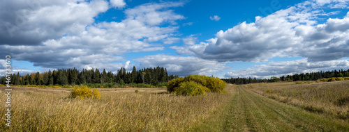 Panorama of a prairie grass covered field in autumn color with spruce trees in the background. © Craig Taylor Photo