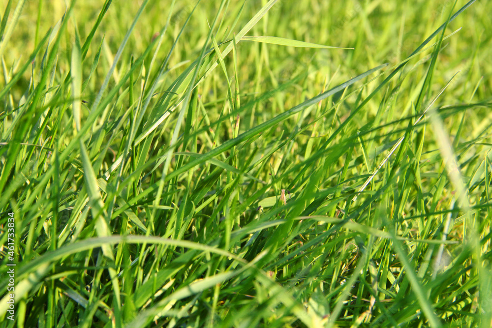lawn. green grass in the wind. background of green grass