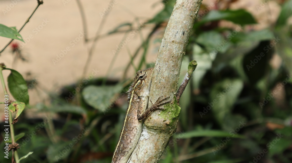 Medium close up of a female oriental garden lizard on a tree trunk Medium close up of a female oriental garden lizard on a tree trunk