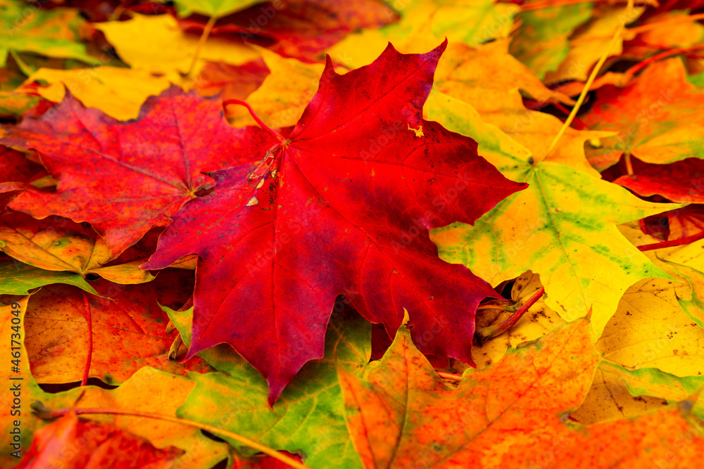 Close-up of  red and yellow autumn leaves
