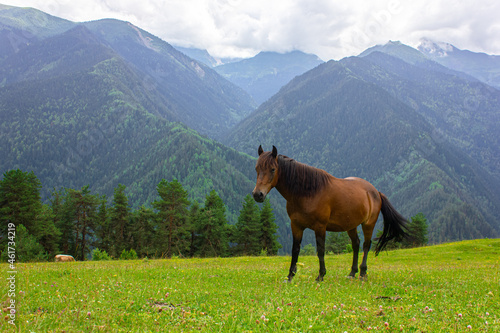 Horses graze in a mountain meadow