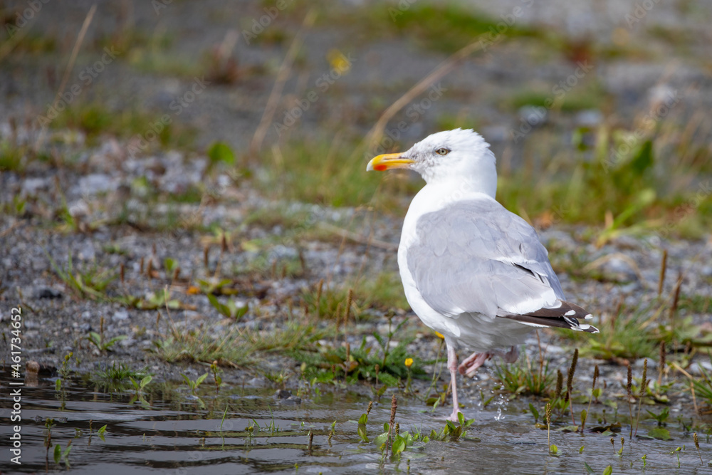 Seagull on the beach,Helgeland,Northern Norway,scandinavia,Europe Seagull on the beach,Helgeland,Northern Norway,scandinavia,Europe
