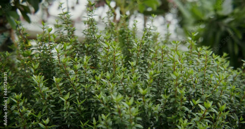 Greenhouse for growing indoor plants. Bushy shrub with small leaves Greenhouse for growing indoor plants. Bushy shrub with small leaves