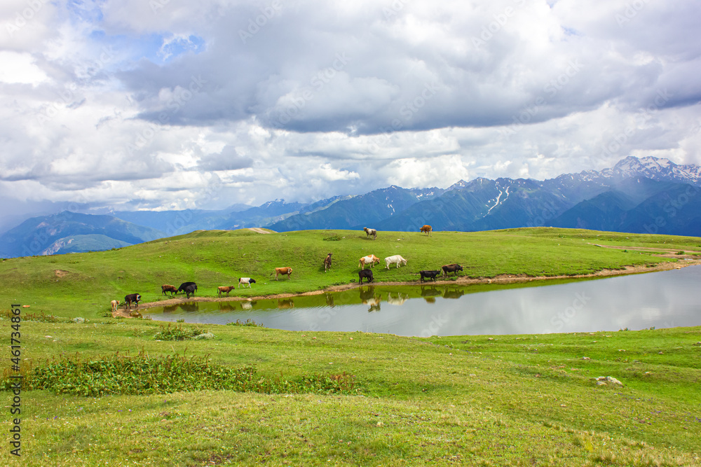 Cows graze on the shore of a mountain lake