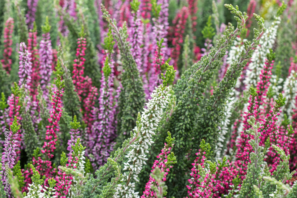 Selective focus on flowering Calluna vulgaris (common heather, ling, or simply heather). Natural floral background Selective focus on flowering Calluna vulgaris (common heather, ling, or simply heather). Natural floral background
