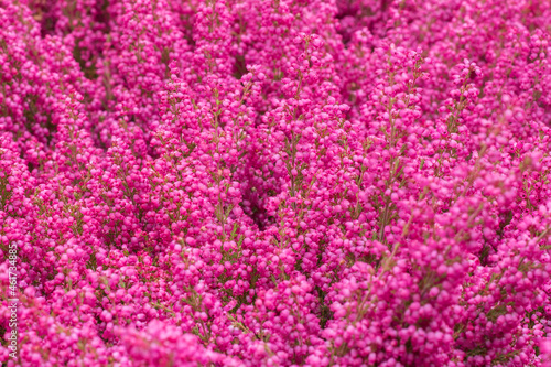 Selective focus on blooming showy pink Calluna vulgaris (heather, ling)