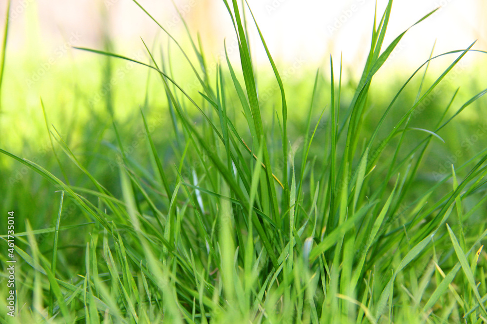 lawn. green grass in the wind. background of green grass