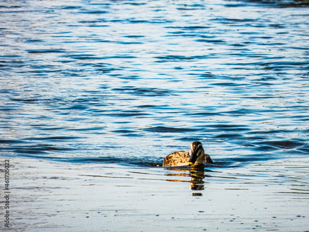 Fototapeta premium 小牧山城の見える農業地域の自然 川を泳ぐかも