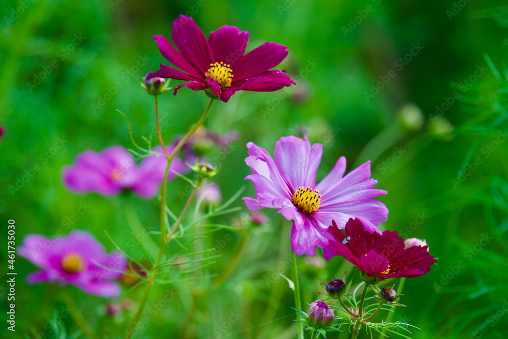 Obraz premium 国営昭和記念公園のコスモス