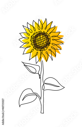 Single sunflower simple vector line illustration. One line art drawing of sunflower