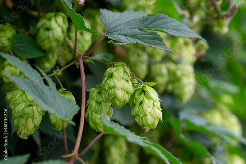 Humulus lupulus, the common hop or hops close up shot. Green fresh hop cones for making beer and bread close up, agricultural background. photo